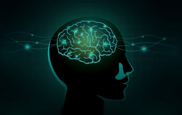The structure and function of the brain scaled 1
