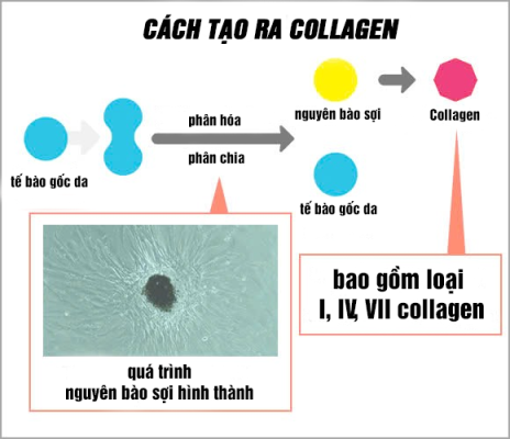 collagen