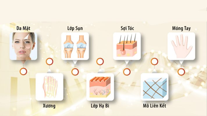 nhung dieu can biet ve collagen doi voi co the ban 31 800x450