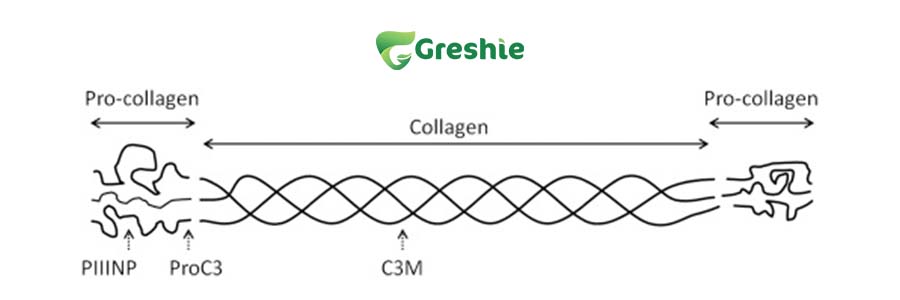 Collagen Type III