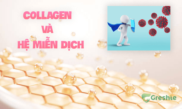 Collagen và Hệ Miễn Dịch: Collagen Có Lợi Ích Như Thế Nào Đối Hệ Miễn Dịch? Collagen và Lợi Ích Đối Với Hệ Miễn Dịch