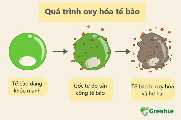 Chong Oxy Hoa va Ngan Ngua Lao Hoa