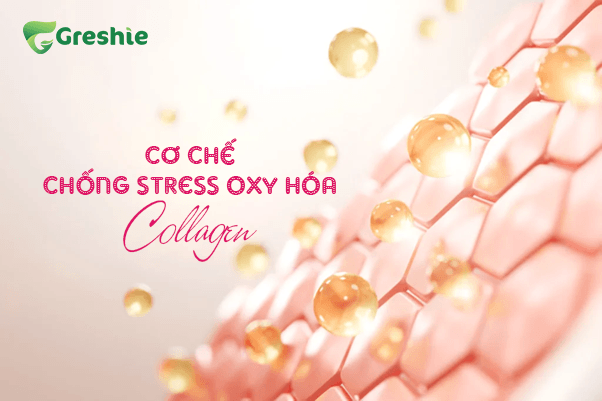 Co Che Chong Stress Oxy Hoa