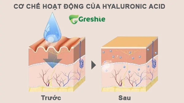 Co Che Hap Thu Acid Hyaluronic Trong Co The