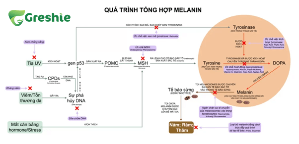 Collagen Ho Tro Lam Sang Da va Giam Nam