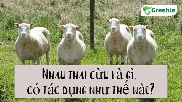 Collagen Nhau Thai Cuu La Gi