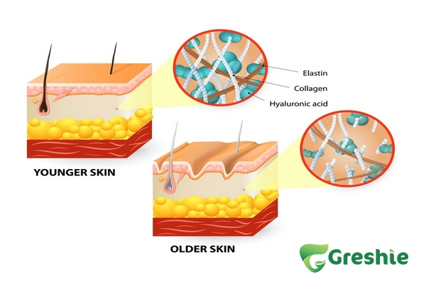 Dưỡng da bằng Vitamin E và Collagen: Giải pháp toàn diện cho làn da khỏe đẹp Collagen chiem hon 70 cau truc cua da