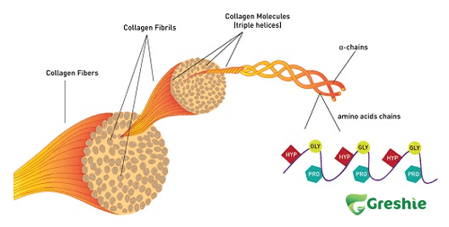 Collagen la gi va vai tro cua no trong co the