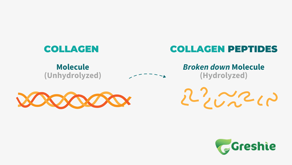 Collagen la mot loai protein chiem 25 35 tong luong protein trong co the