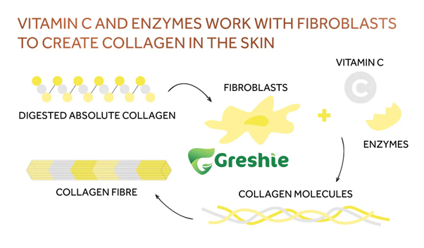 Collagen va Vitamin C la hai duong chat thiet yeu cho lan da khoe dep