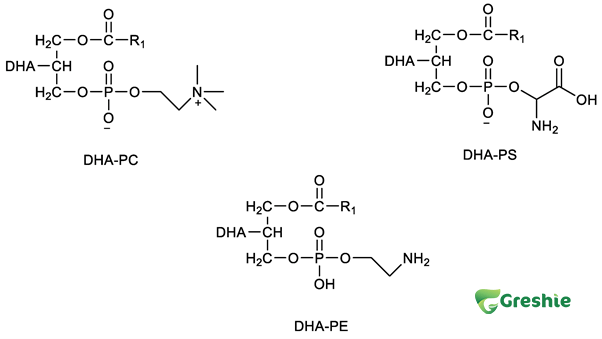 DHA chiem khoang 20 trong luong kho cua nao bo va 50 60 trong luong cau truc vong mac