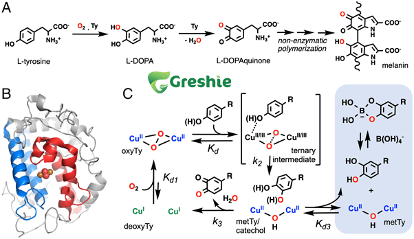 Kha nang uc che enzyme Tyrosinase