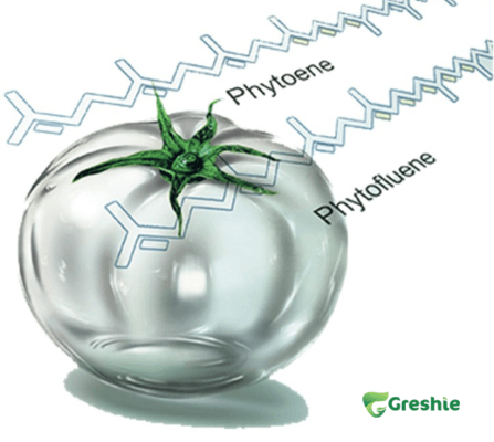 Pearl Tomato Ca Chua Trang