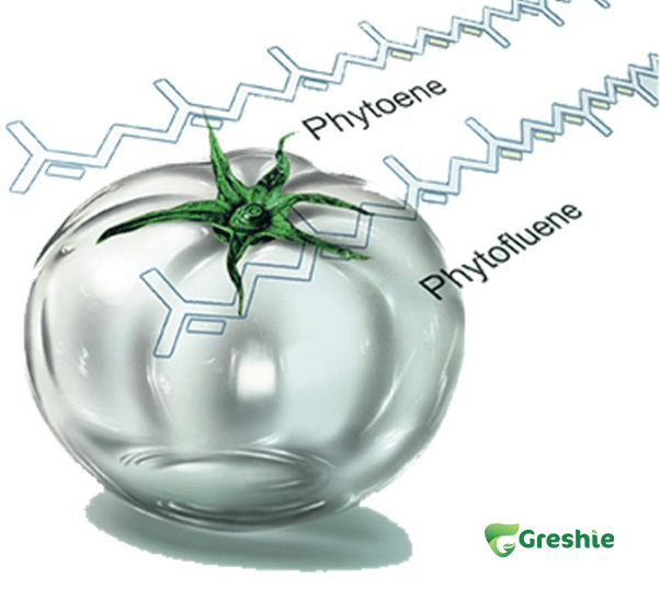 Pearl Tomato Ca Chua Trang