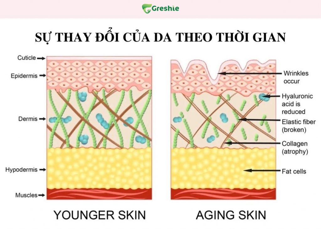 Su Thay Doi Cua Acid Hyaluronic Theo Do Tuoi