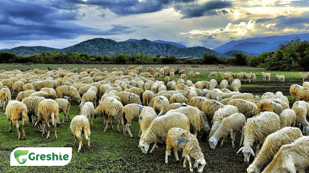 Thanh Phan Va Cong Dung Tuyet Voi Cua Collagen Nhau Thai Cuu