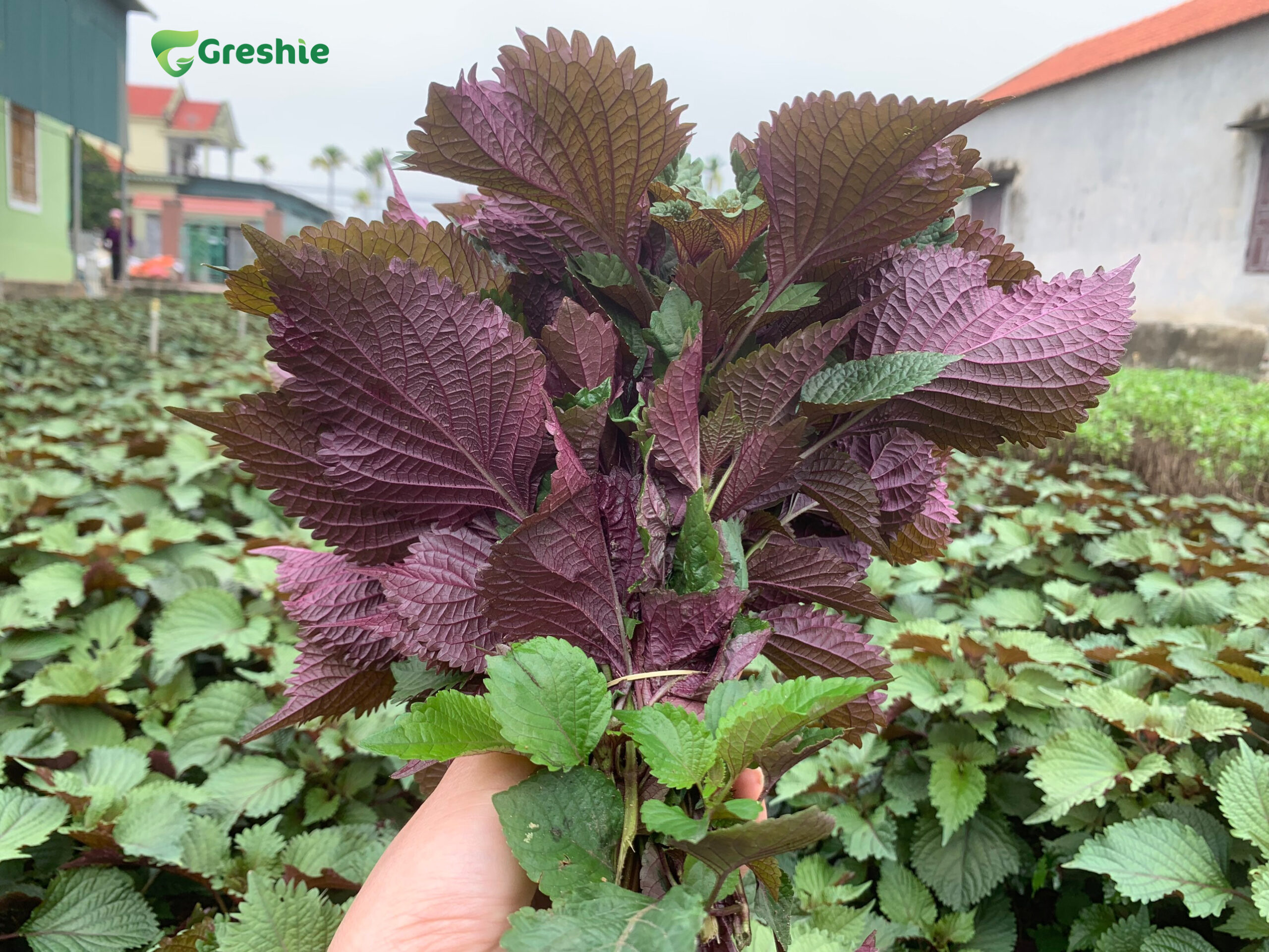 Thanh phan duong chat quy gia trong tia to scaled