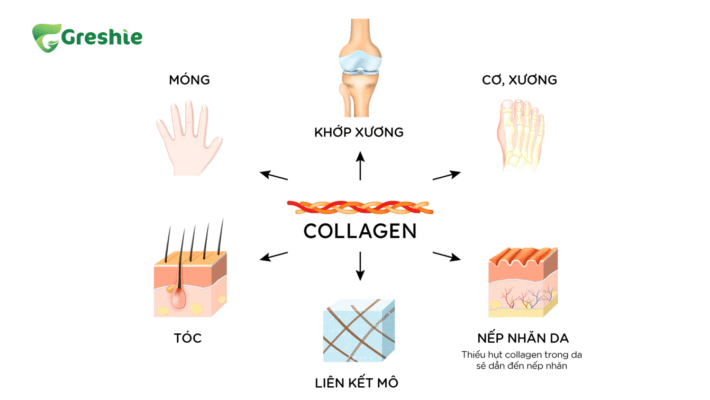 Tong Quan Ve Collagen