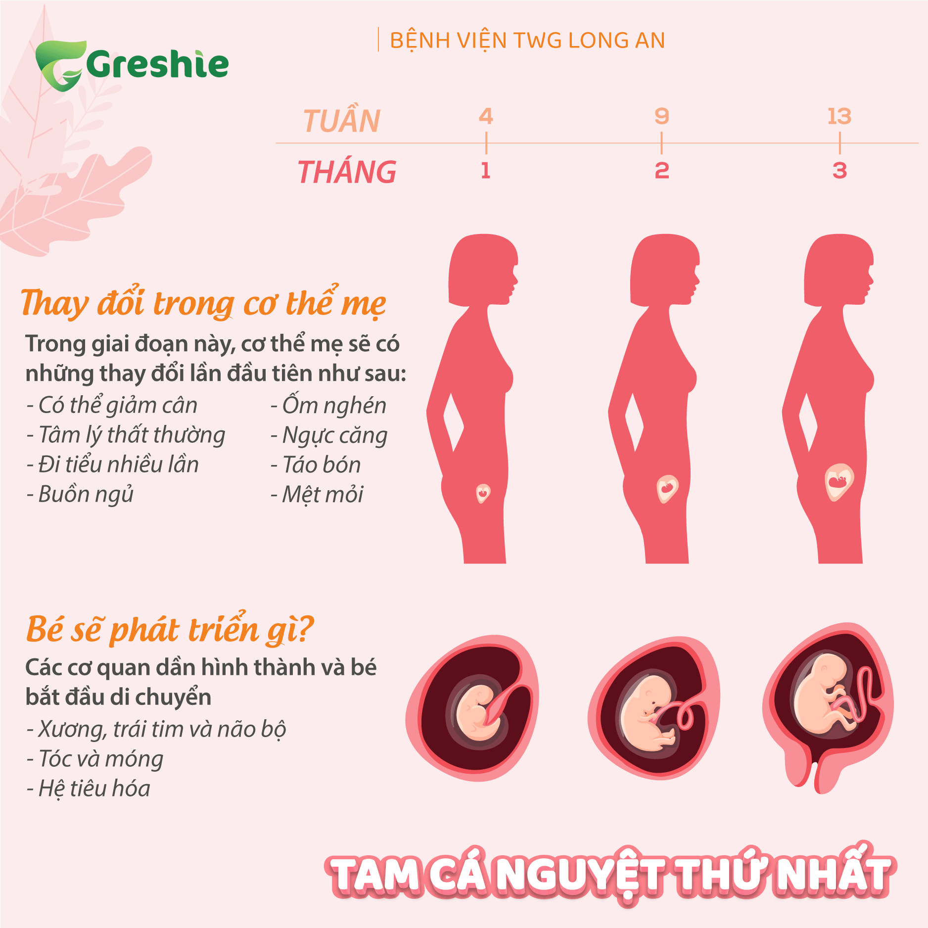 Hành Trình Kỳ Diệu Của Bé Yêu Qua Từng Tuần Thai Kỳ Tam Cá Nguyệt Thứ Nhất (Tuần 1 - 12): Bé Yêu Hình Thành