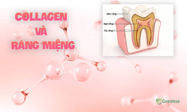 Collagen và Sức Khỏe Răng Miệng: Lợi Ích, Tầm Quan Trọng và Cách Bổ Sung Hiệu Quả Collagen và Sức Khỏe Răng Miệng: Lợi Ích, Tầm Quan Trọng và Cách Bổ Sung Hiệu Quả