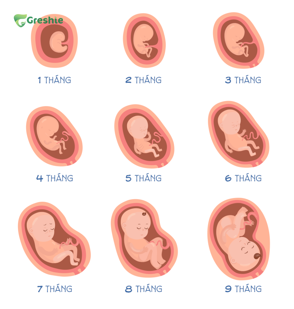 Cân nặng của thai nhi phản ánh rõ ràng sự phát triển của bé qua từng giai đoạn