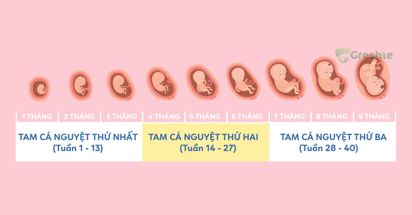 Hành Trình Kỳ Diệu Của Bé Yêu Qua Từng Tuần Thai Kỳ Tam Cá Nguyệt Thứ Hai (Tuần 13 - 27): Bé Yêu Bắt Đầu Chuyển Động