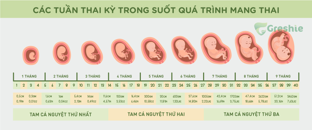 Hành Trình Kỳ Diệu Của Bé Yêu Qua Từng Tuần Thai Kỳ Tam Cá Nguyệt Thứ Ba (Tuần 28 - 40): Chuẩn Bị Chào Đời