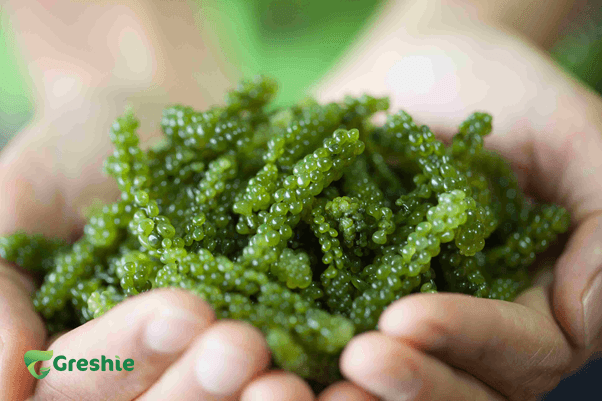 Uong tao xoan dep da