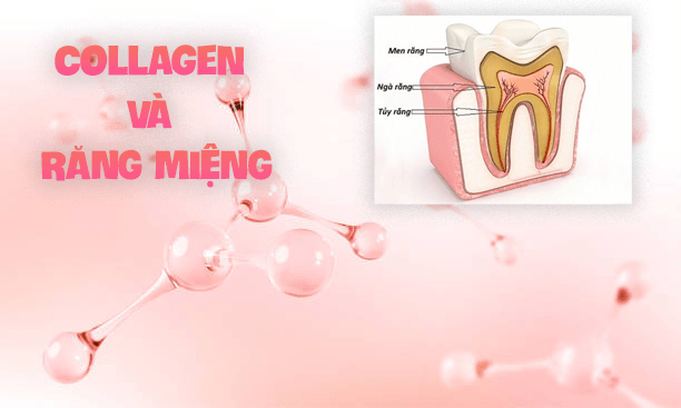 collagen và răng miệng
