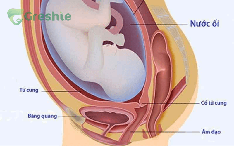 Tại Sao Mẹ Bầu Đi Tiểu Nhiều? Nguyên Nhân Và Giải Pháp Khi thai nhi phát triển, tử cung mở rộng và tạo áp lực lên bàng quang