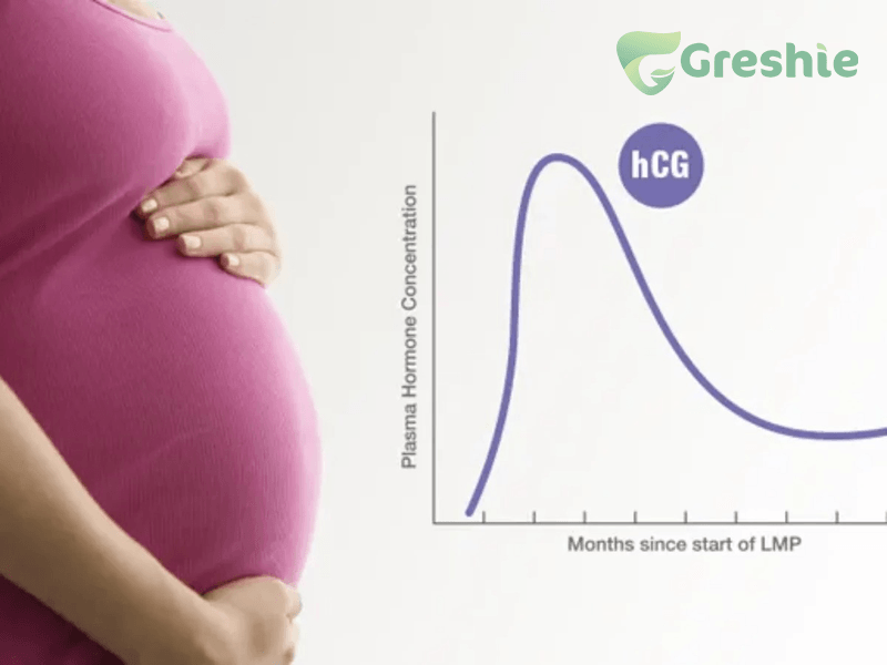 Tại Sao Mẹ Bầu Đi Tiểu Nhiều? Nguyên Nhân Và Giải Pháp khi mang thai, hormone hCG (Human Chorionic Gonadotropin) tăng cao